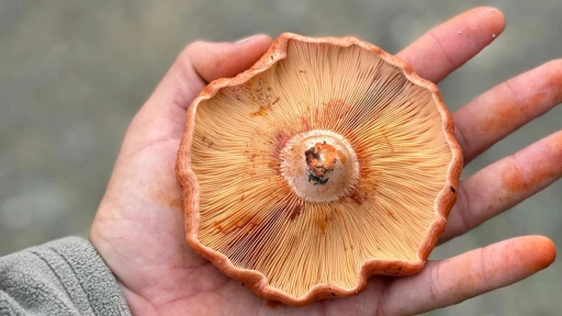 Marmaris mutfaklarında Çıntar mevsimi