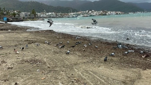 Marmaris Sahillerinin Kış Aylarındaki Sahipleri: G&uuml;vercinler