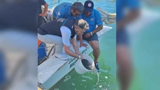 Marmaris'te 11 bin yavru levrek denizle buluşturuldu