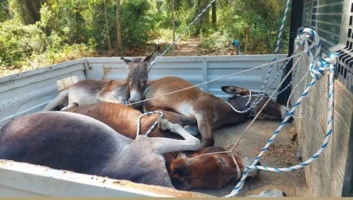 Marmaris'te Başıboş Eşekler Toplandı, Hayvanseverler Tepkili