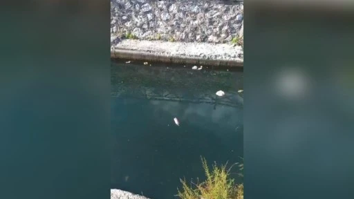 Marmaris’te Derelerde Kirlilik Endişesi Artıyor