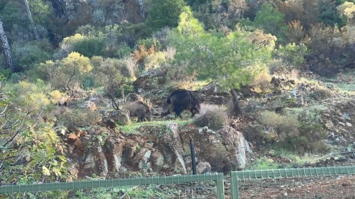MARMARİS'TE YABAN DOMUZU SORUNU BÜYÜYOR