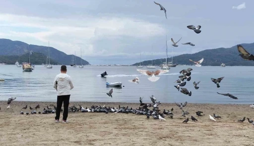 Marmaris&rsquo;te g&uuml;vercinler kışın boşalan sahili mesken tuttu