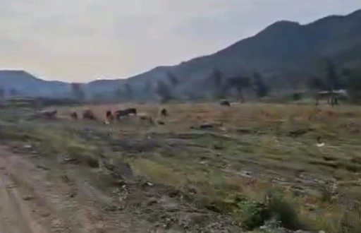 Marmaris&rsquo;te hatıra ormanında otlayan inekler tartışma yarattı