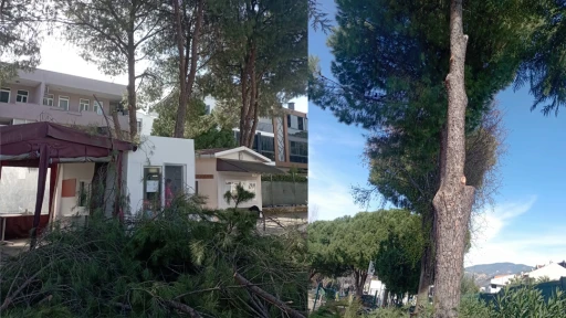 Marmaris'te Okul Bah&ccedil;elerinde Riskli Ağa&ccedil; Mesaisi Başladı