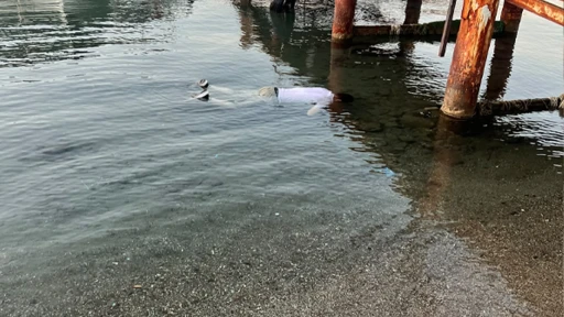 Marmaris&rsquo;te sahile erkek cesedi vurdu