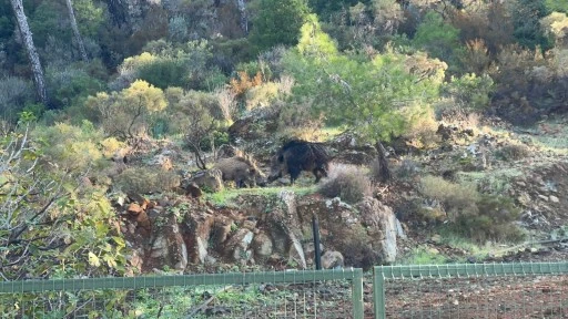 Marmaris’te yaban domuzları gündüzleri de yol kenarlarına iniyor