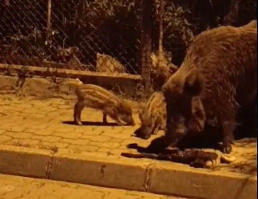 Marmaris'te Yaban Domuzları Kediyi Parçaladı