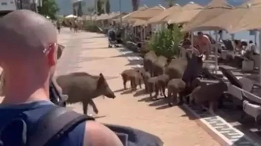 Marmaris&rsquo;te yaban domuzu tartışması b&uuml;y&uuml;yor