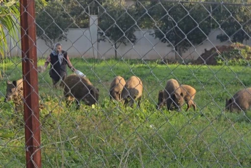 Marmaris’te yaban domuzu tehlikesi devam ediyor