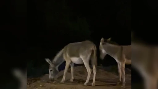 Marmaris yollarında yaban eşekleri tehlike saçıyor