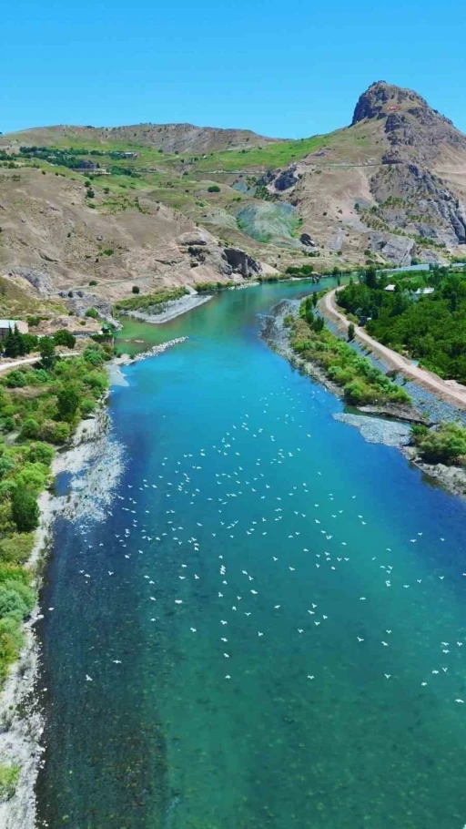 Martılar, Murat Nehri&rsquo;nde g&ouml;rsel ş&ouml;len oluşturdu
