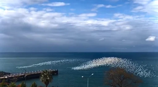 Martıların deniz üstündeki dansı izleyenleri hayran bıraktı
