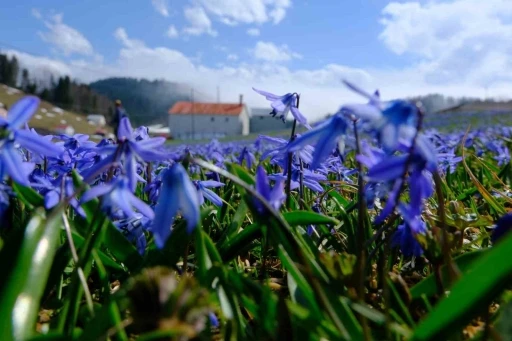 ’Mavi Yıldız’ çiçeklerini görmek için 11 kilometre yürüdüler
