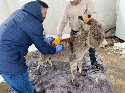 Mazıdağı Belediyesinin "sahip &ccedil;ıkıldı" dediği sıpa sokağa terk edildi
