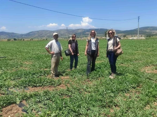 Medetli karpuzu iyi tarımla geleceğe taşınıyor
