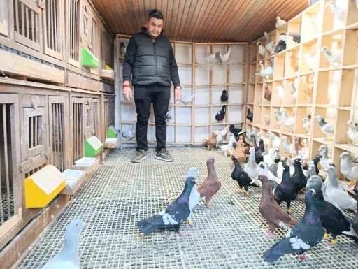 Memurluğu bırakıp g&uuml;vercin yetiştiricisi oldu, otomobil fiyatına satıyor
