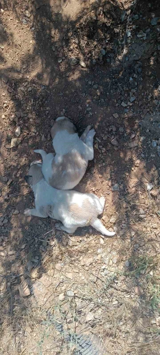 Menfeze sıkışan 2 köpek kurtarıldı
