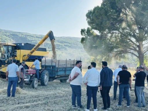 Menteşe’de buğday hasadında sona yaklaşıldı: 7 bin ton rekolte bekleniyor

