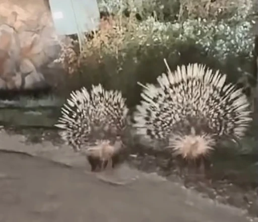 Menteşe’de oklu kirpiler kamerada