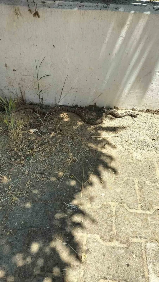Menteşe&rsquo;de zehirli engerek okul bah&ccedil;esinde g&ouml;r&uuml;ld&uuml;
