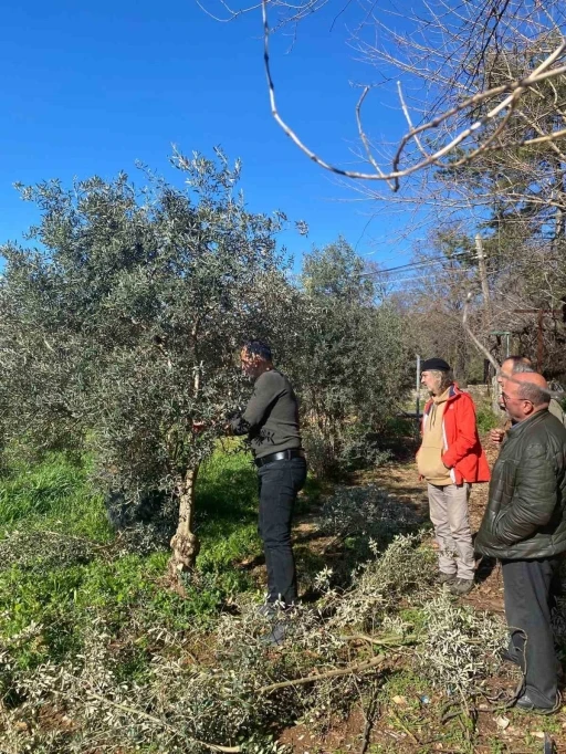 Menteşe'de Zeytin İ&ccedil;in Budama Seferberliği Başlatıldı
