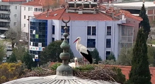 Menteşe&rsquo;nin sadık misafirleri geldi, 30 yıllık gelenek bozulmadı