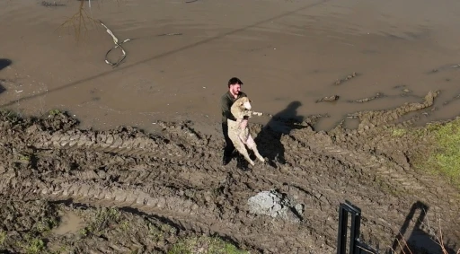 Meri&ccedil; Nehri taştı; hayvanlar tahliye edildi, &ccedil;ift&ccedil;i malını kurtardı
