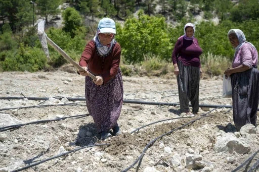Mersin&rsquo;de atalık &rsquo;Leklek&rsquo; fasulyesi yeniden toprakla buluştu
