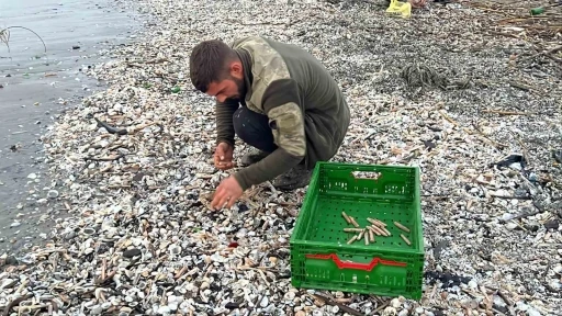 Mersin&rsquo;de fırtına sonrası binlerce kargı midyesi sahile vurdu: Balık&ccedil;ılar tek tek topladı
