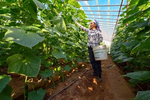 Mersin&rsquo;de hıyar fidesi desteği Aydıncık&rsquo;ta hasada d&ouml;n&uuml;şt&uuml;
