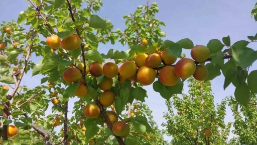 Mersin&rsquo;de kayısı hasadı başladı, &uuml;retici verimden memnun
