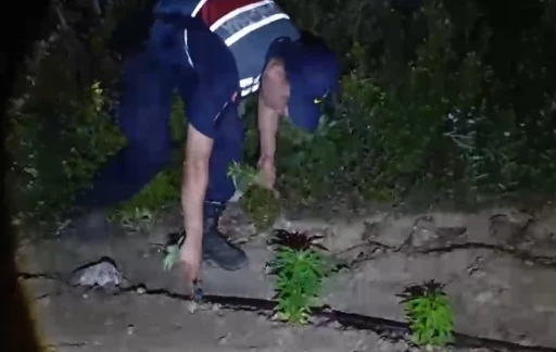 Mersin&rsquo;de ormanlık alana ekilen bin 500 k&ouml;k kenevir ele ge&ccedil;irildi
