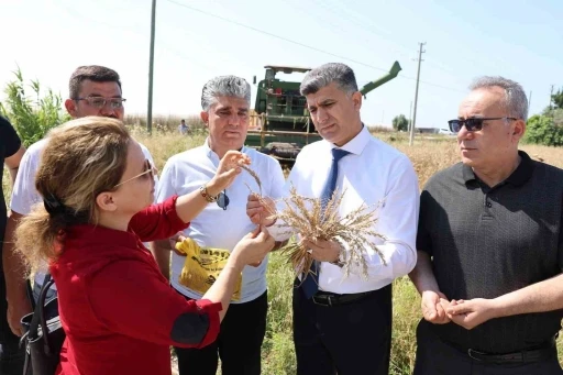 Mersin’de yerli buğdayın hasadı gerçekleştirildi
