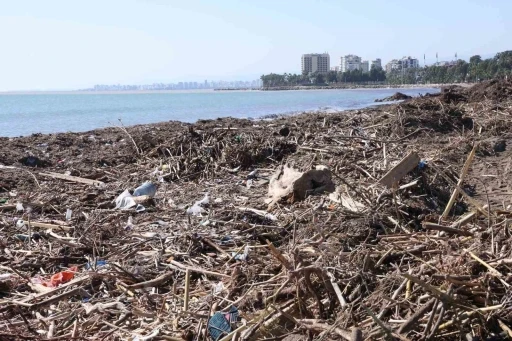 Mersin sahillerinde selin denize taşıdığı bal&ccedil;ıklar temizleniyor
