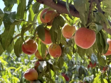 Meşhur Bursa şeftalisinde 14 bin ton rekolte bekleniyor
