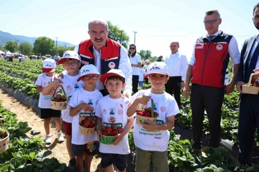 Meşhur Yenice &ccedil;ileğinin hasadı yapıldı
