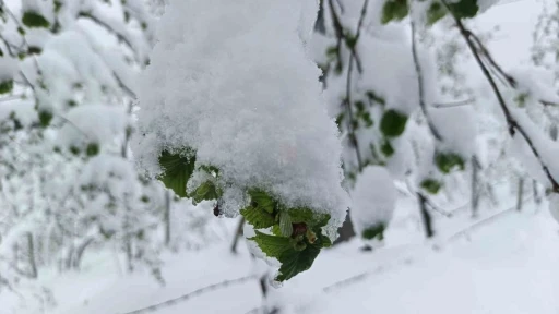 Meteorolojiden Ordu&rsquo;da zirai don uyarısı
