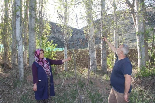 Meyve ağaçları zirai dondan etkilenen çiftçiler, hububattan umutlu
