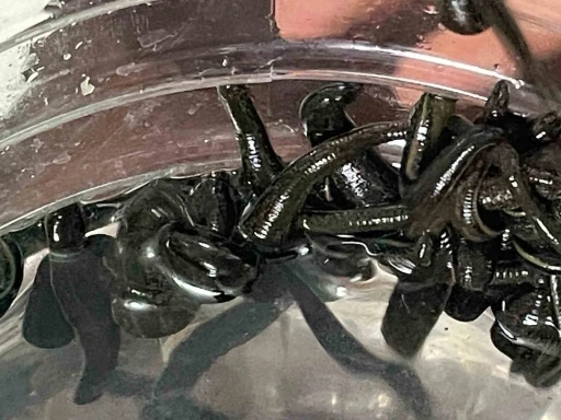 Mezbaha kanıyla besleniyor, bir&ccedil;ok hastalığa şifa oluyorlar
