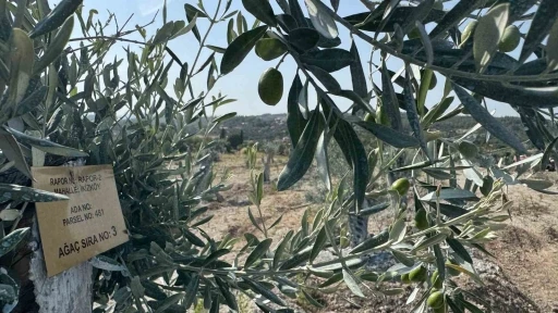 Milas&rsquo;ta bilimsel y&ouml;ntemlerle taşınan zeytin ağa&ccedil;ları, bir yıl dolmadan yeniden meyve vermeye başladı
