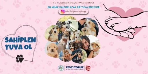 Milas’ta Sokak Hayvanları İçin Sıcak Yuva Projesi