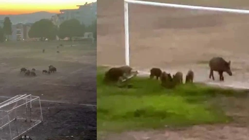 MİLAS&rsquo;TA YABAN DOMUZLARI FUTBOL SAHASINI MESKEN TUTTU