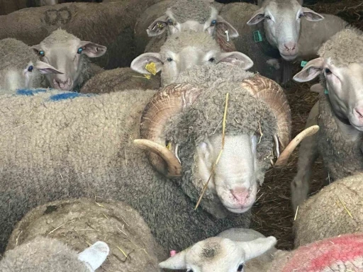 Milyonluk ko&ccedil;un kuzuları i&ccedil;in bug&uuml;nden sıraya girdiler
