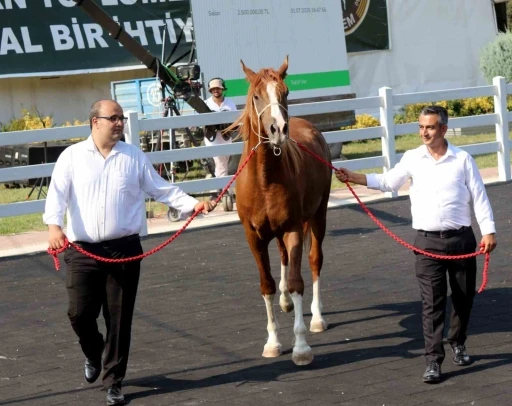 Milyonluk taylar, peynir ekmek gibi satıldı
