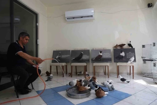 Milyonluk yerli ırk güvercinlere kavurucu sıcakta 5 yıldızlı otel konforunda hizmet
