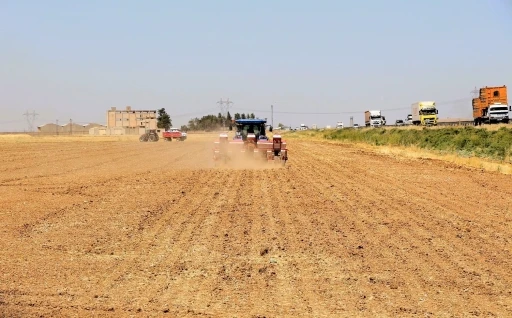 Mısır ekimi yasağına rağmen kaçak sulama, enerji altyapısını tehdit ediyor
