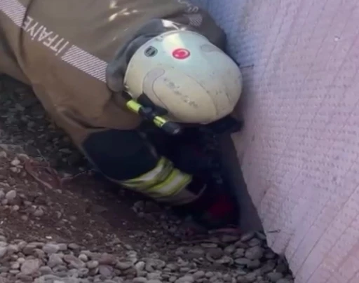 Moloz yığını altında kalan yavru kedi kurtarıldı
