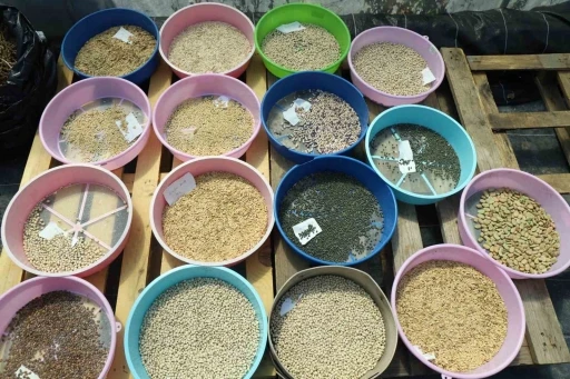 Muğla, &quot;Yerel Tohum&quot; Hareketiyle Türkiye'ye Işık Oluyor