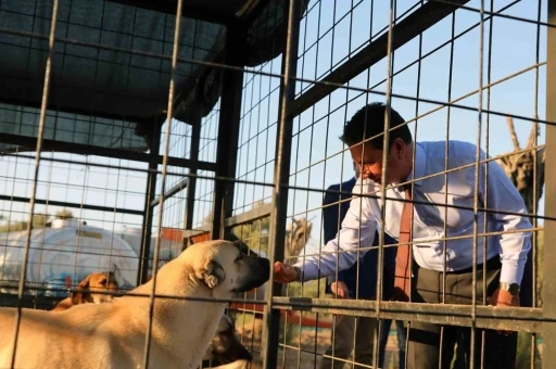 Muğla B&uuml;y&uuml;kşehir 4 bin 34 can dostu sahiplendirdi
